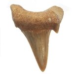 Fossilised Shark Tooth - Large