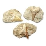 Fossilised Shark Tooth on Matrix