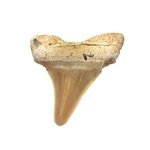 Fossilised Otodus Shark Tooth - Small