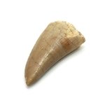 Fossilised Spinosaurus Tooth - Small