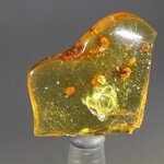 Insect in Amber Specimen ~32mm