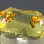 Insect in Amber Specimen ~36mm