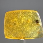Insect in Amber Specimen ~42mm