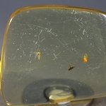Insect in Amber Specimen ~45mm