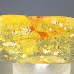 Insect in Amber Specimen ~52mm