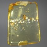 Insect in Amber Specimen ~52mm