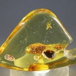 Insect in Amber Specimen ~55mm