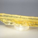 Insect in Copal (Amber) Specimen ~130mm