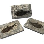 Jianghanichthys (Black Fish) Fossil