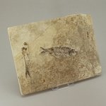 Knightia Alta Fossil Fish Plate ~21x16cm