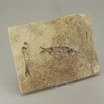 Fossil Fish Plate - Knightia Alta ~21 x 16cm
