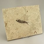 Knightia Fish Fossil Plate ~ 26x22cm