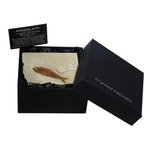 Knightia Fossil Fish Gift Box - Medium