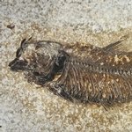 Fossil Fish Plate - Knightia ~26 x 22cm
