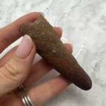 Large Spinosaurus Fossil Tooth ~81mm