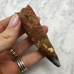 Large Spinosaurus Fossil Tooth ~88mm