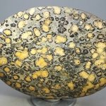 Leopard Skin Jasper Palmstone (Extra Grade) ~70x50mm