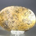 Leopard Skin Jasper Palmstone (Extra Grade) ~70x50mm