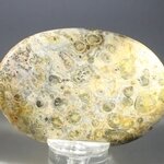 Leopard Skin Jasper Palmstone (Extra Grade) ~70x50mm