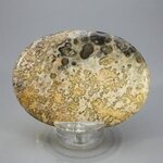 Leopard Skin Jasper Palmstone (Extra Grade) ~70x50mm
