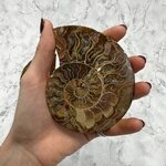 Madagascan Ammonite Fossil Pair ~10.9cm
