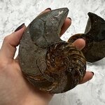 Madagascan Ammonite Fossil Pair ~11cm