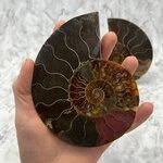 Madagascan Ammonite Fossil Pair ~12.7cm