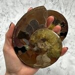 Madagascan Ammonite Fossil Pair ~13.5cm