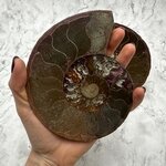 Madagascan Ammonite Fossil Pair ~14.1cm