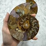 Madagascan Ammonite Fossil Pair ~14.4cm