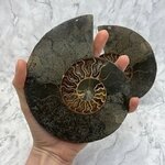 Madagascan Ammonite Fossil Pair ~15cm