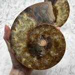 Madagascan Ammonite Fossil Pair ~17cm