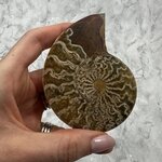 Madagascan Ammonite Fossil Pair ~8.7cm