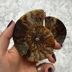 Madagascan Ammonite Fossil Pair ~8.9cm