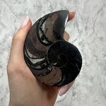 Madagascan Ammonite Fossil Pair ~9.2cm