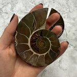 Madagascan Ammonite Fossil Pair ~9.5cm