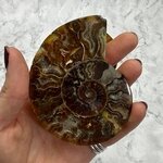 Madagascan Ammonite Fossil Pair ~9cm