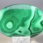 Malachite Palmstone (Extra Grade) ~70x50mm