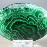 Malachite Palmstone (Extra Grade) ~70x50mm
