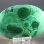 Malachite Palmstone (Extra Grade) ~70x50mm