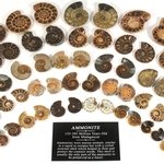 Mini Ammonite Pairs