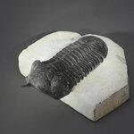 Moroccanites Maladoides Fossil Trilobite - 75mm