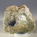 Nantan Meteorite from China ~37mm