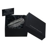 Orthoceras Fossil Gift Box - Medium