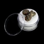 Mini Phacops Trilobite Fossils -Pack of 3