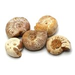 Perisphinctes Ammonite Fossils - 5 pack