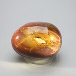 Petrified Wood Extra Large Polished stone ~49mm