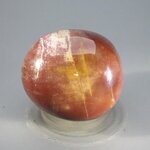 Petrified Wood Extra Large Tumblestone ~43mm