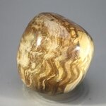 Petrified Wood Extra Large Tumblestone ~47mm