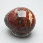 Petrified Wood Extra Large Tumblestone ~47mm